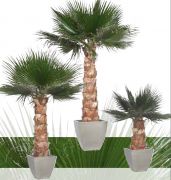 Palmeras WASHINGTONIASkt palmera